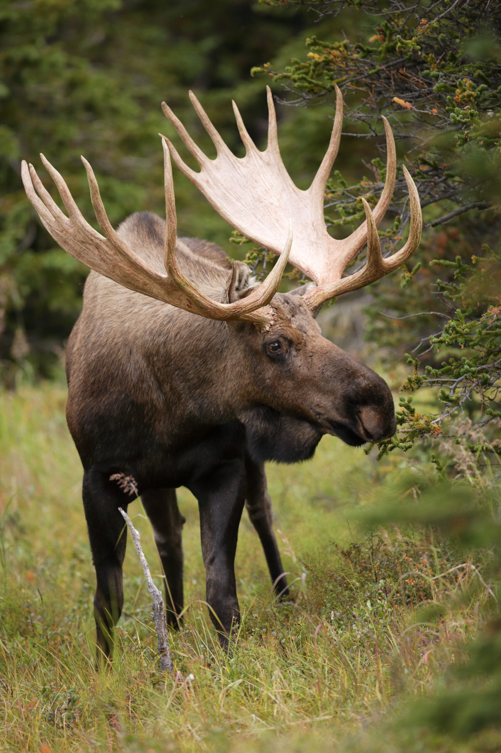 Bull Moose